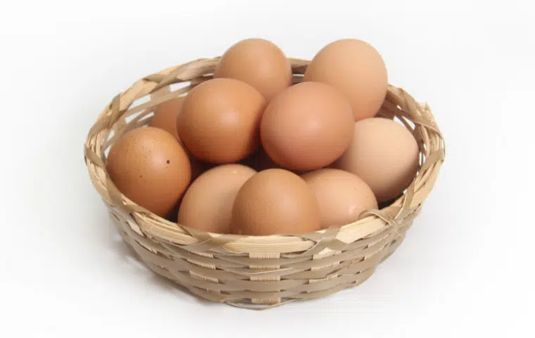 Control y manejo de huevos y pollos recién nacidos en la explotación avícola