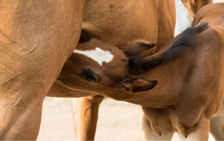 Manejo de hembras durante la gestación, el parto y la lactancia de crías