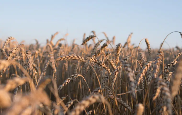 Operaciones culturales en agricultura
