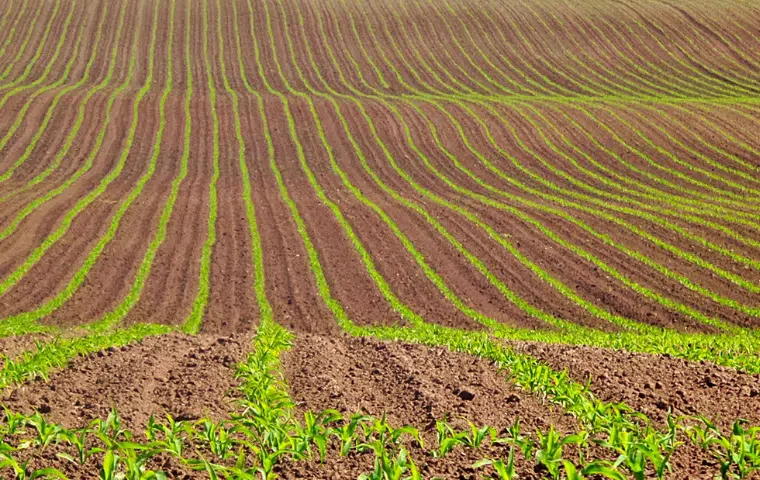 Preparación del terreno para instalación de infraestructuras y plantación de frutales
