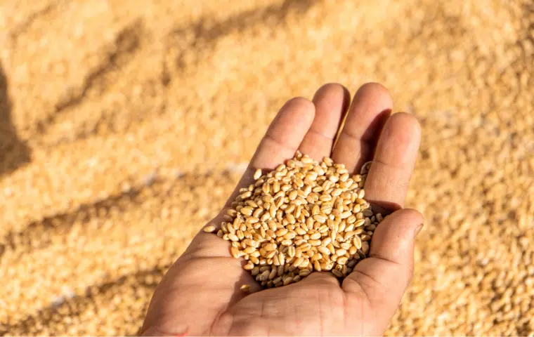 Recolección en agricultura