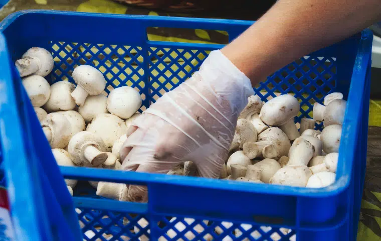 Manipulador de Alimentos
