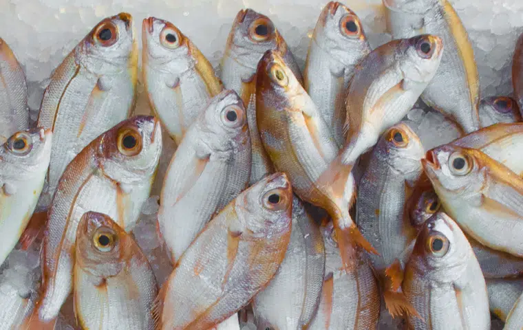 Preelaboración y conservación de pescados crustáceos y moluscos