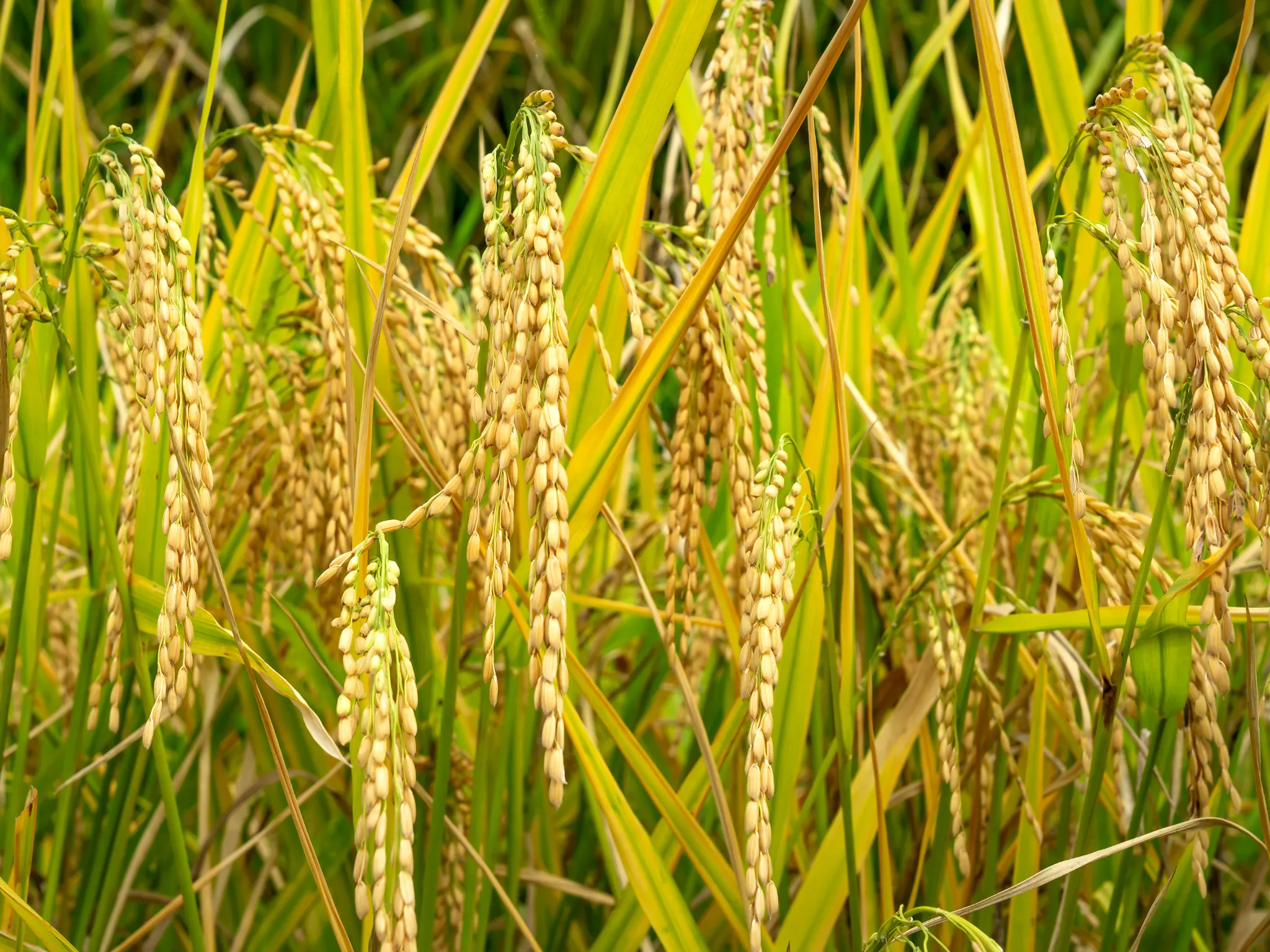 AGAU018PO. Trazabilidad en el sector agrario