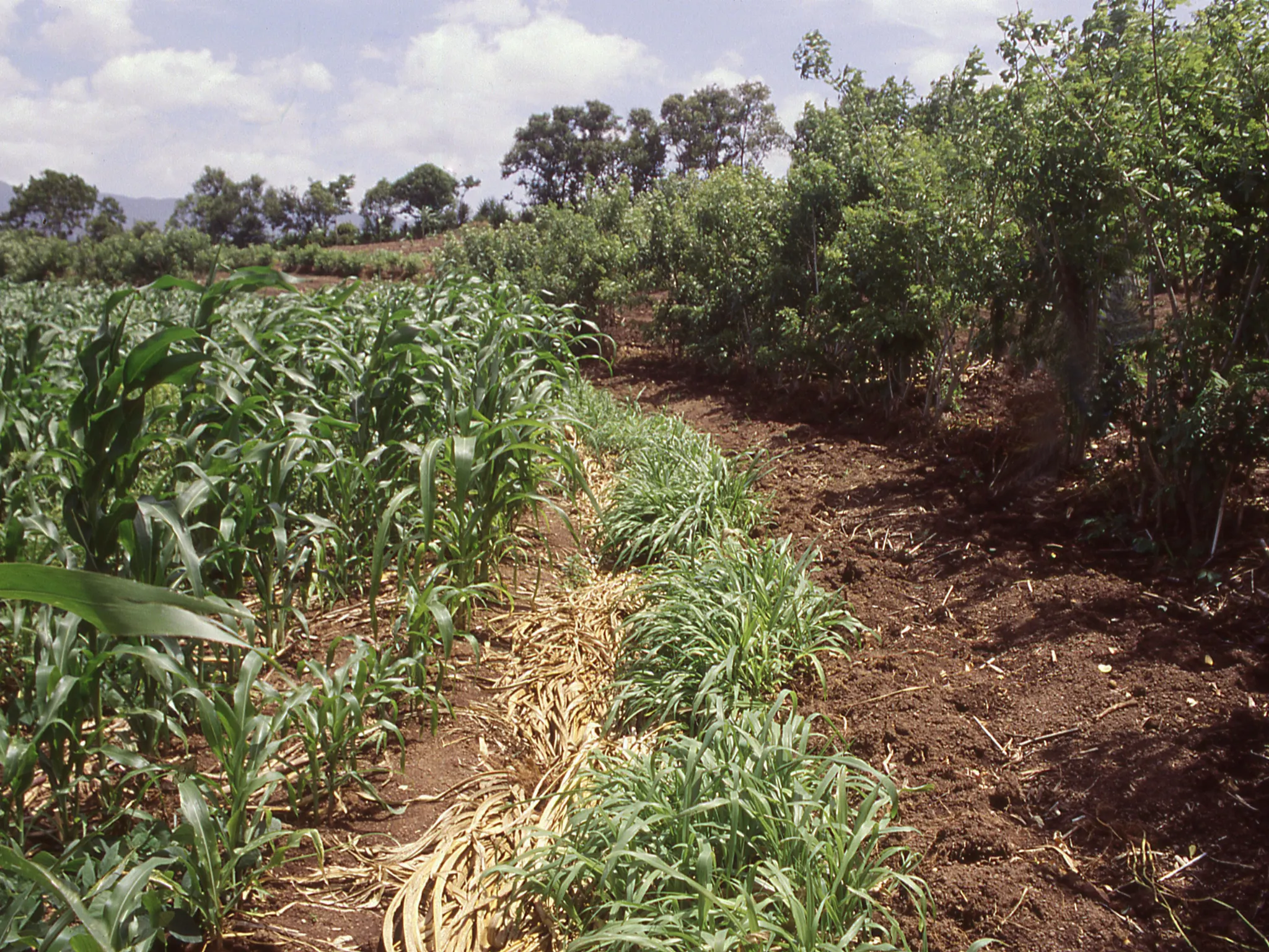 AGAU023PO. Condicionalidad y buenas prácticas agrarias