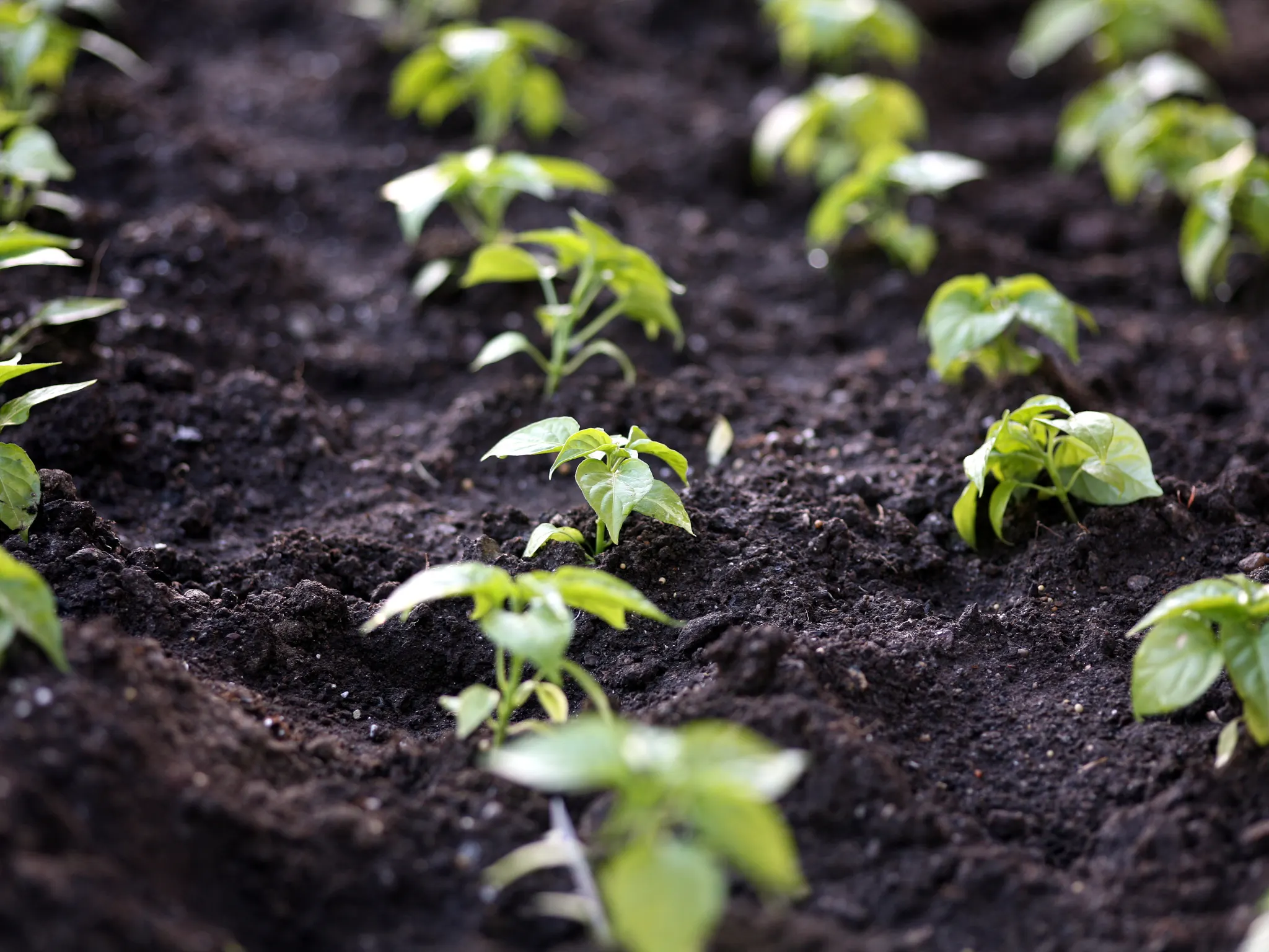 AGAU037PO. Declaración anual de cultivo