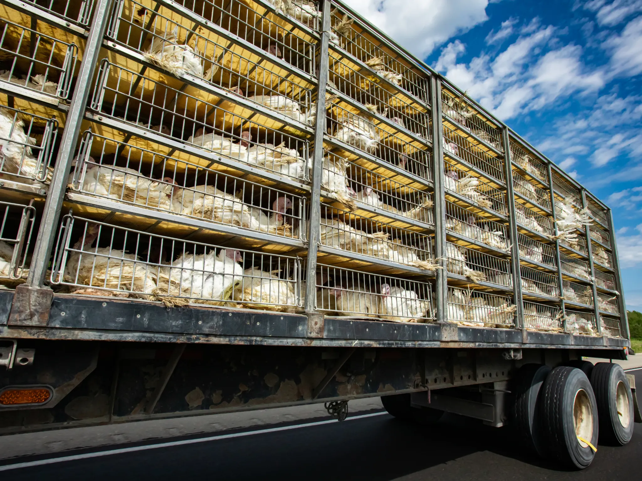 AGAN001PO. Bienestar animal en el transporte de animales vivos