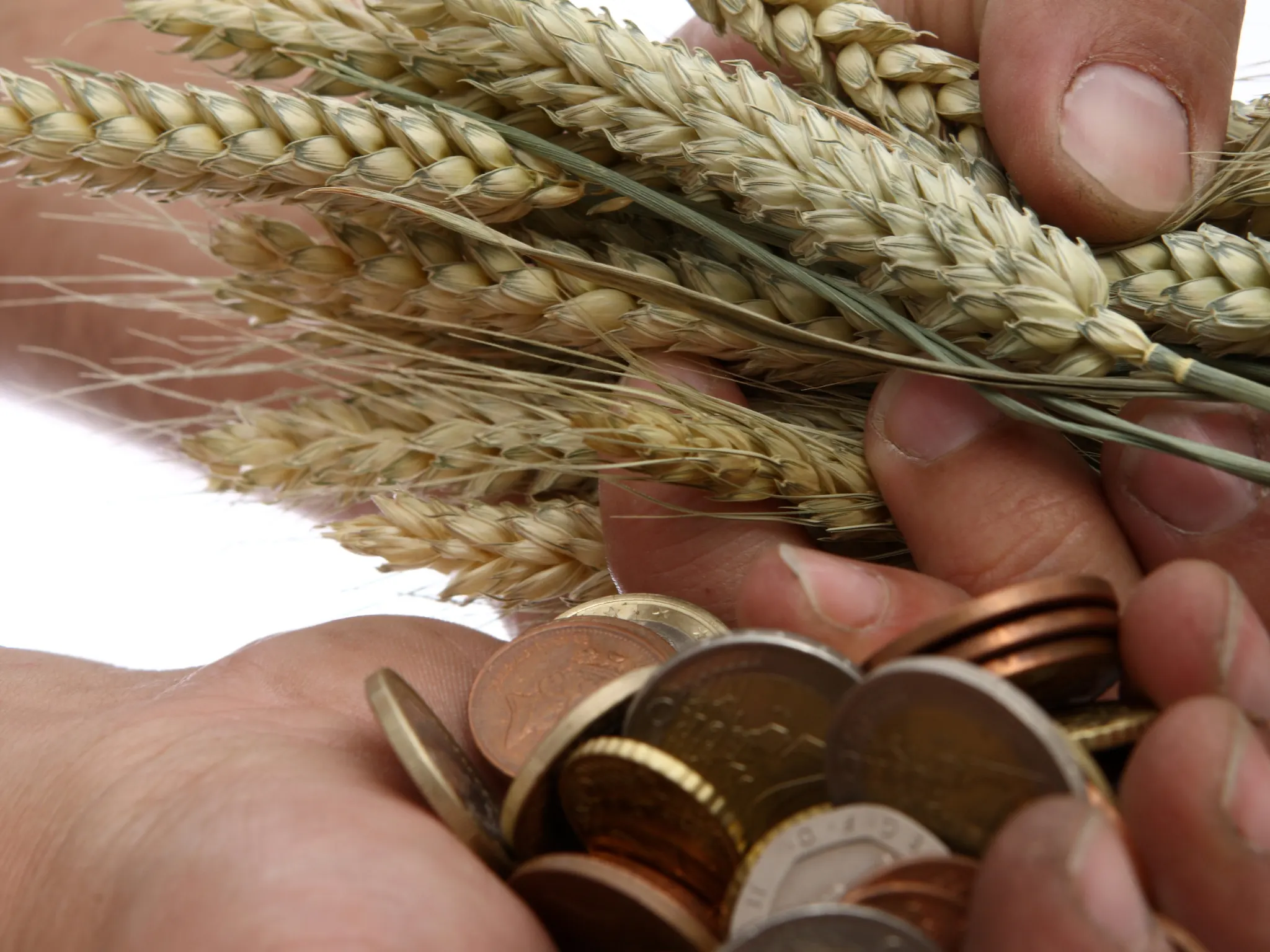 INAD018PO. Gestión de crisis alimentarias